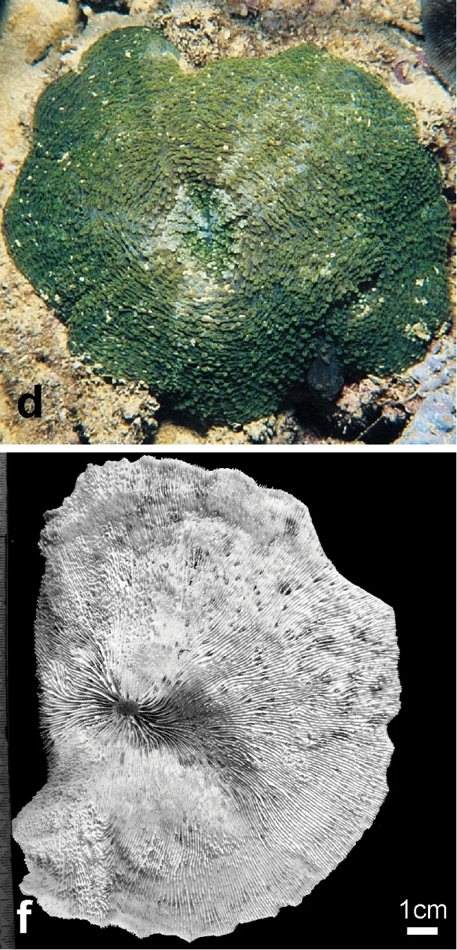 flat lettuce coral