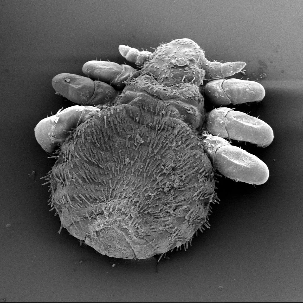 Seal louse
