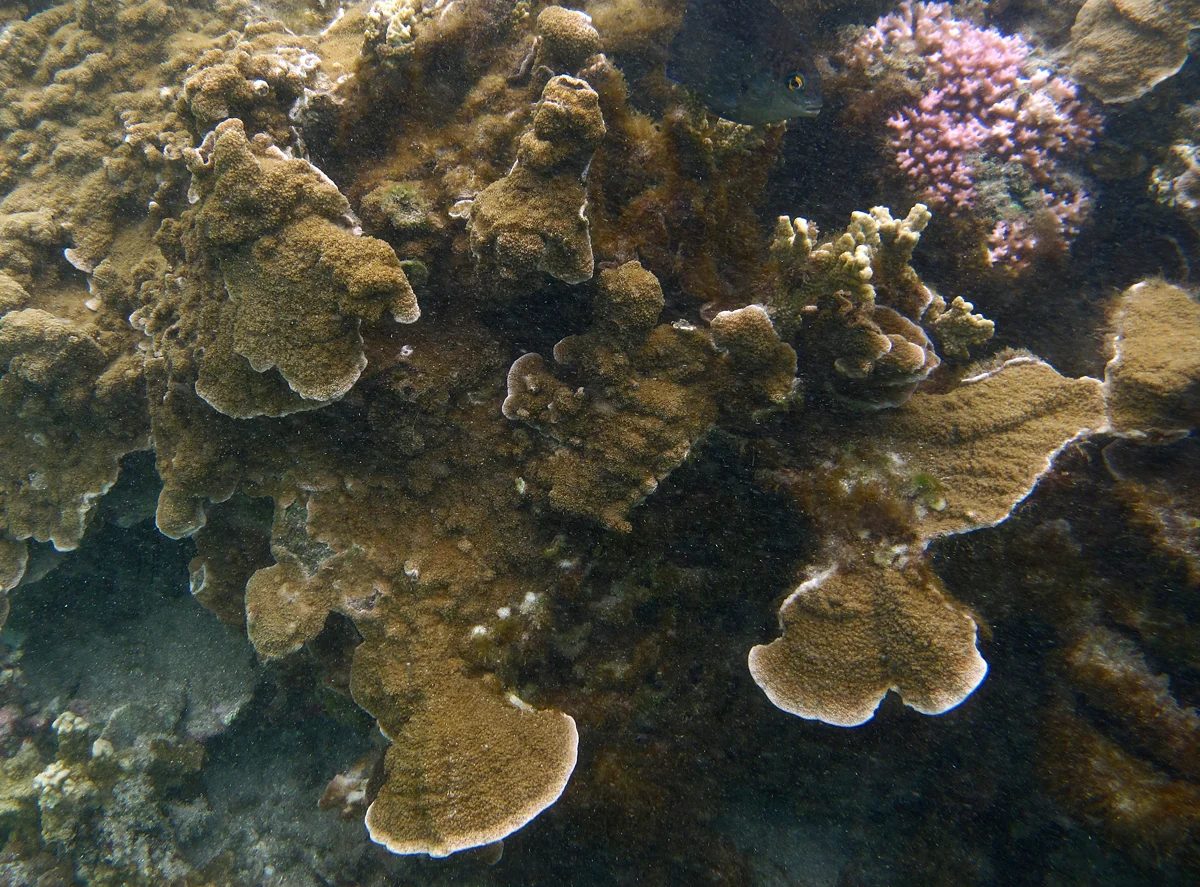 flat lettuce coral