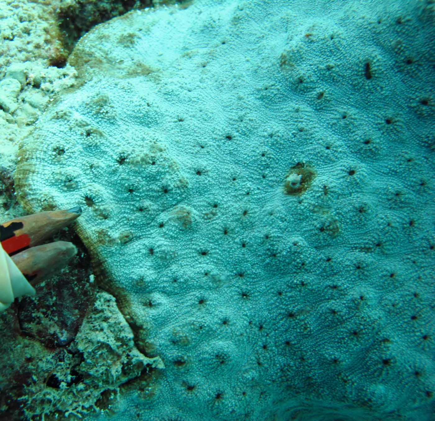 flat lettuce coral