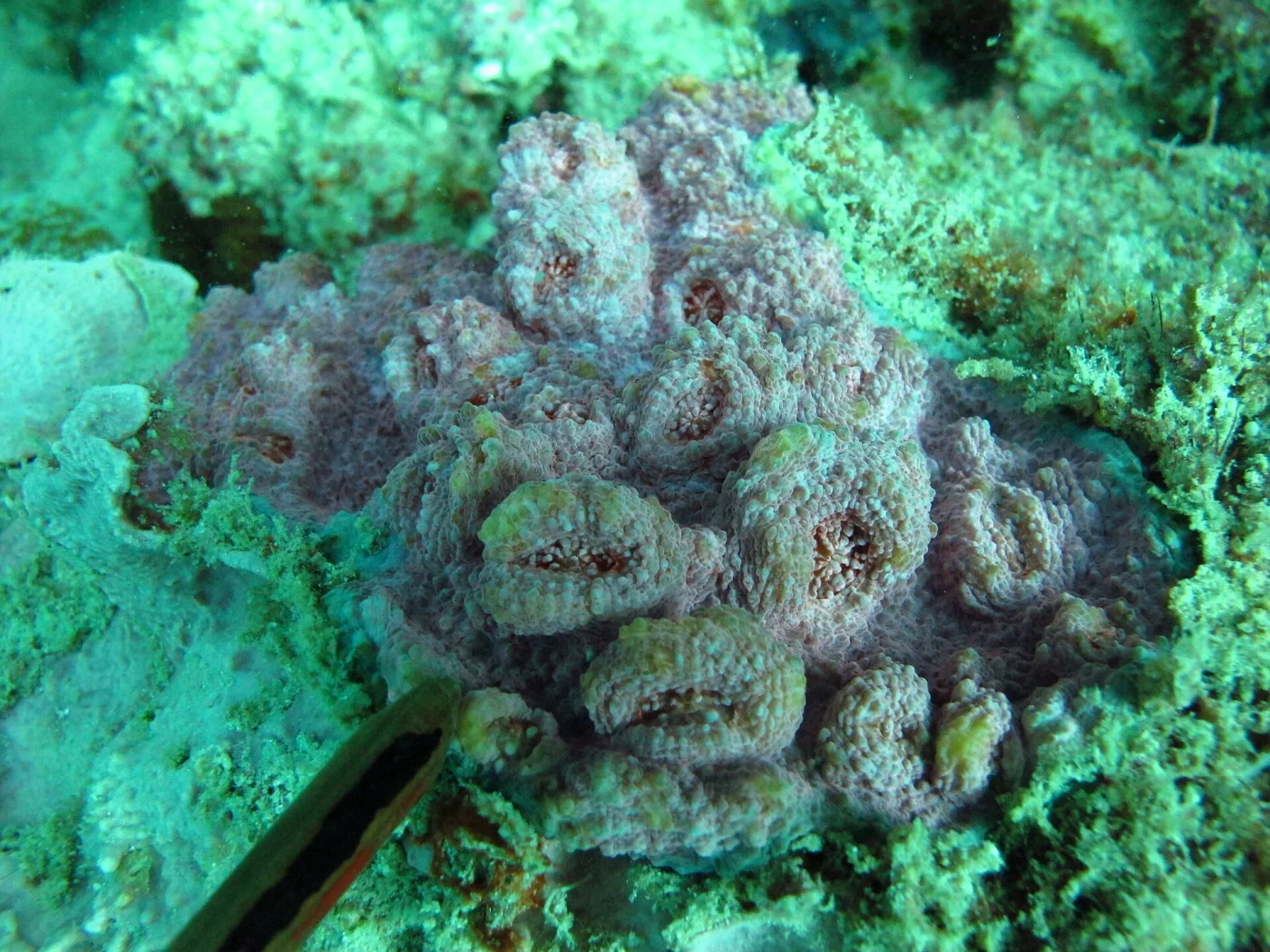 flat lettuce coral