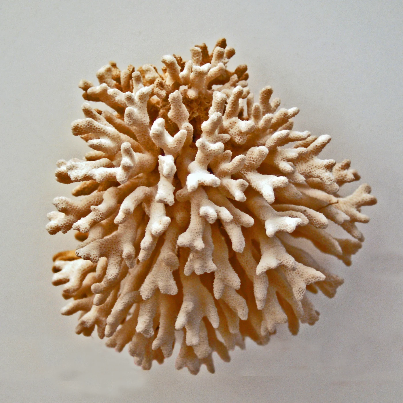 hedgehog coral