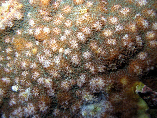 hedgehog coral
