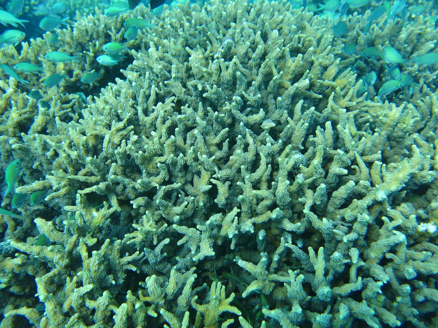 hedgehog coral