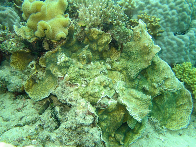 hedgehog coral