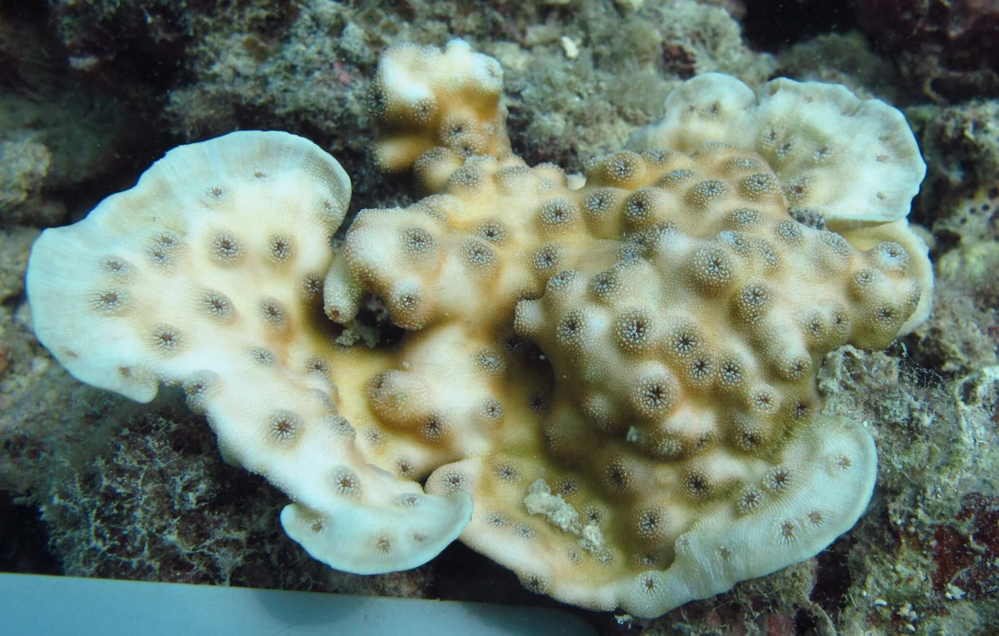 hedgehog coral