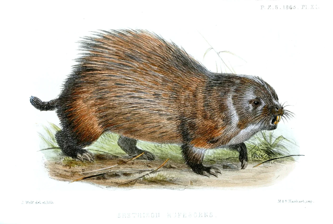 Stump-tailed Porcupine