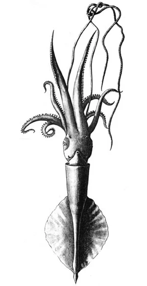 Echinoteuthis danae