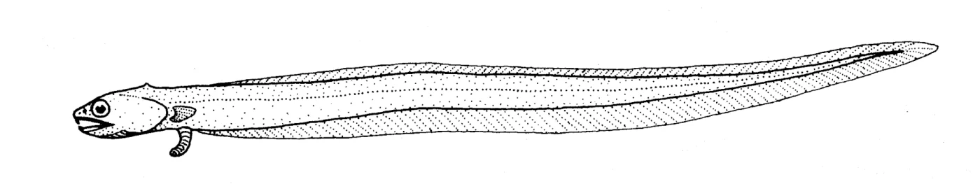 nocturnal pearlfish