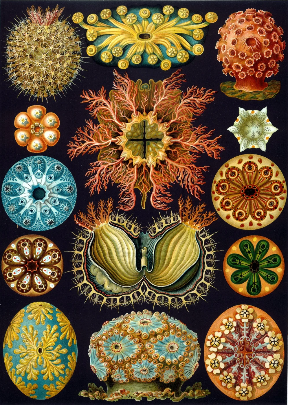Ascidian