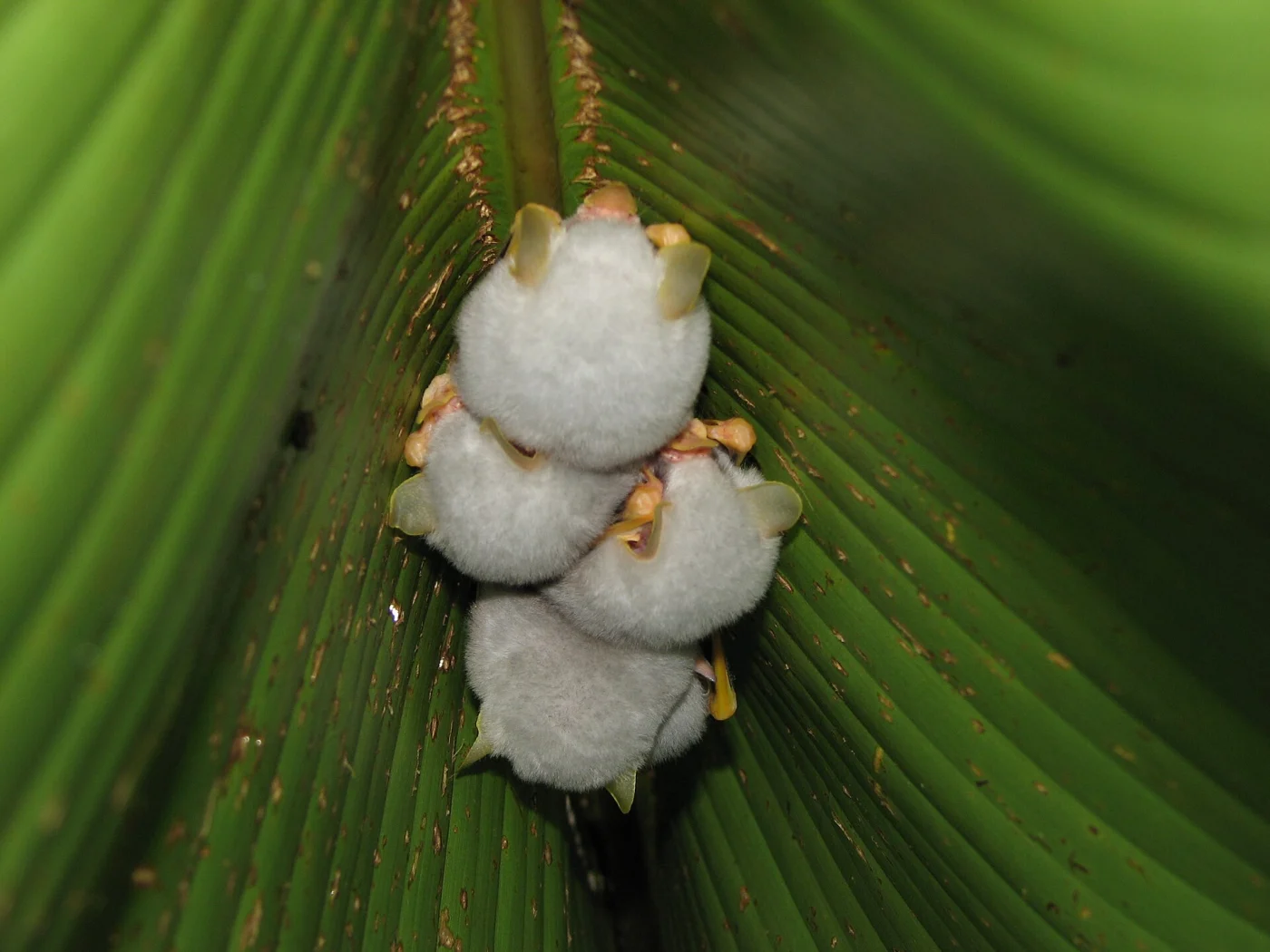 Central American White Bat