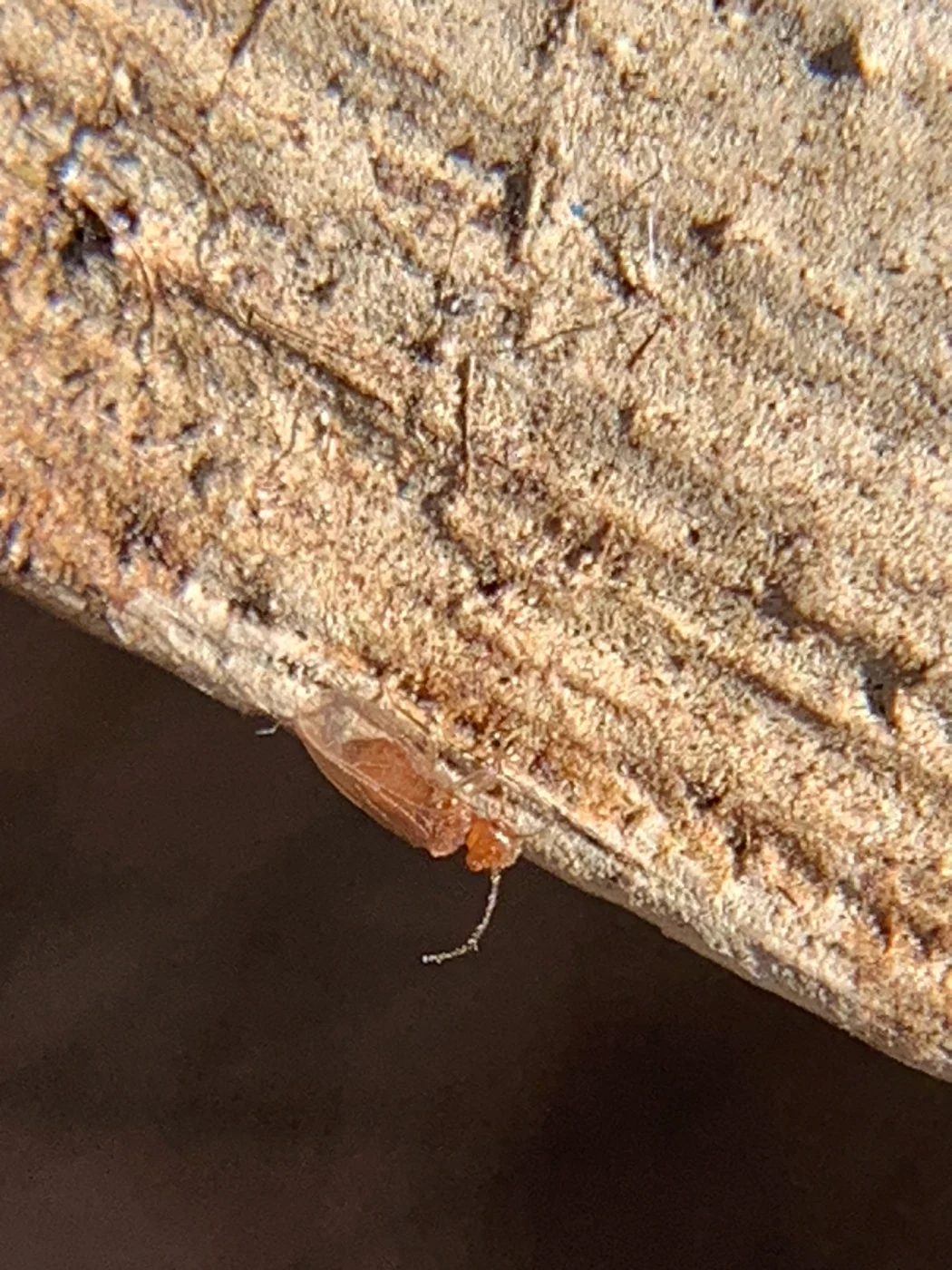 Large-winged Psocid