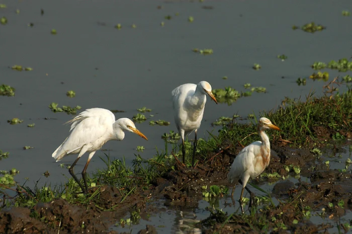 intermediate egret