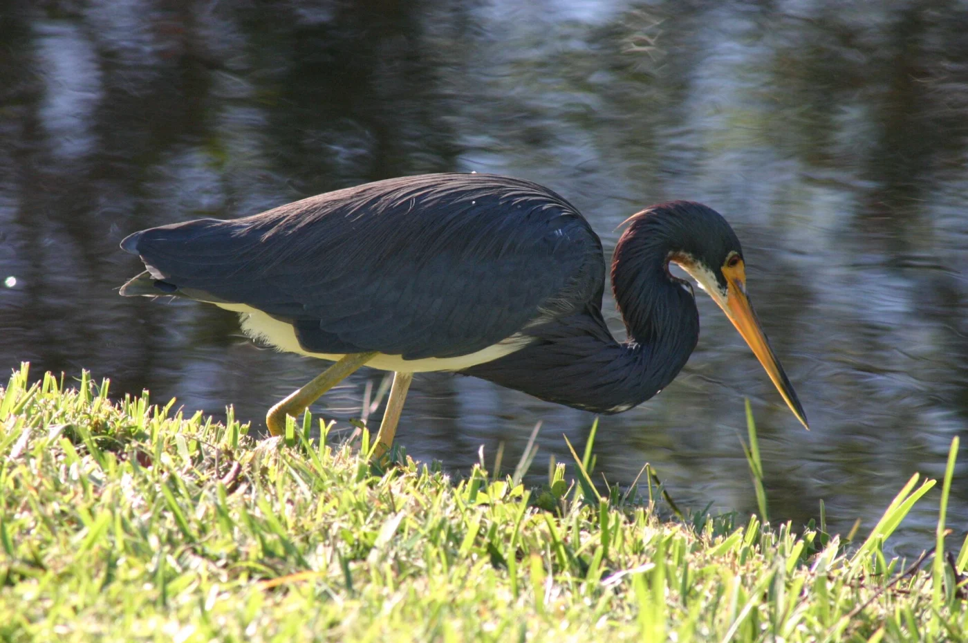 Tricolored Heron