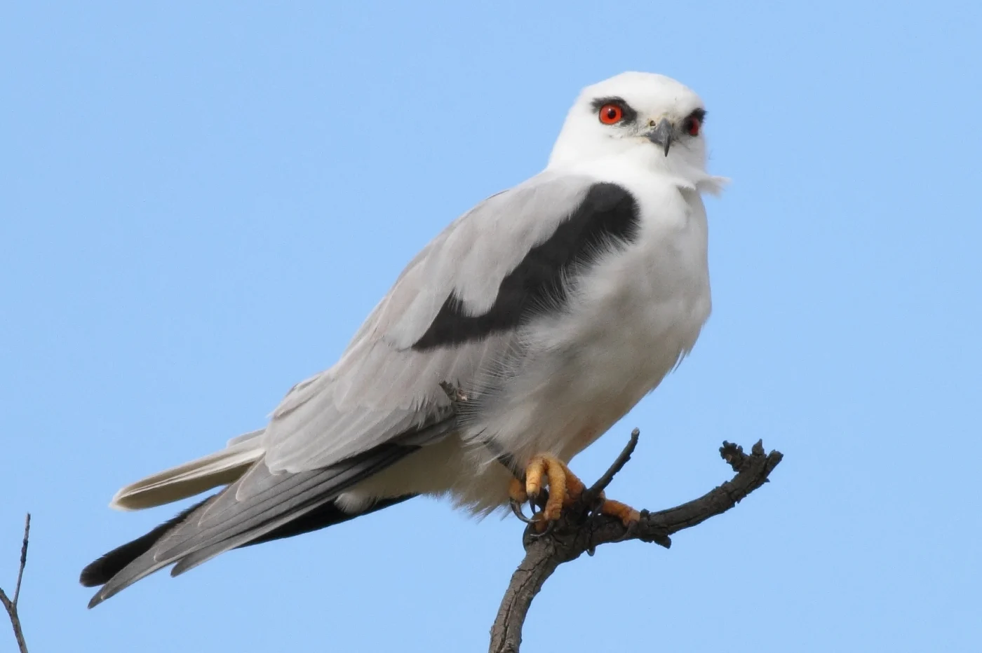 Australian Black-shouldered Kite