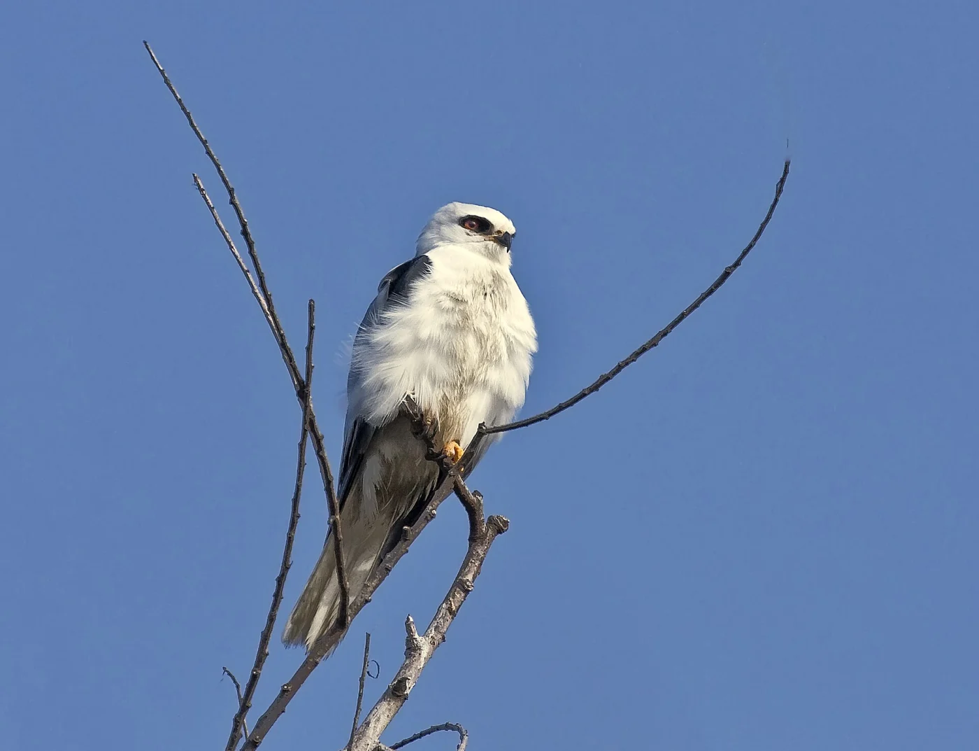 White-tailed Kite