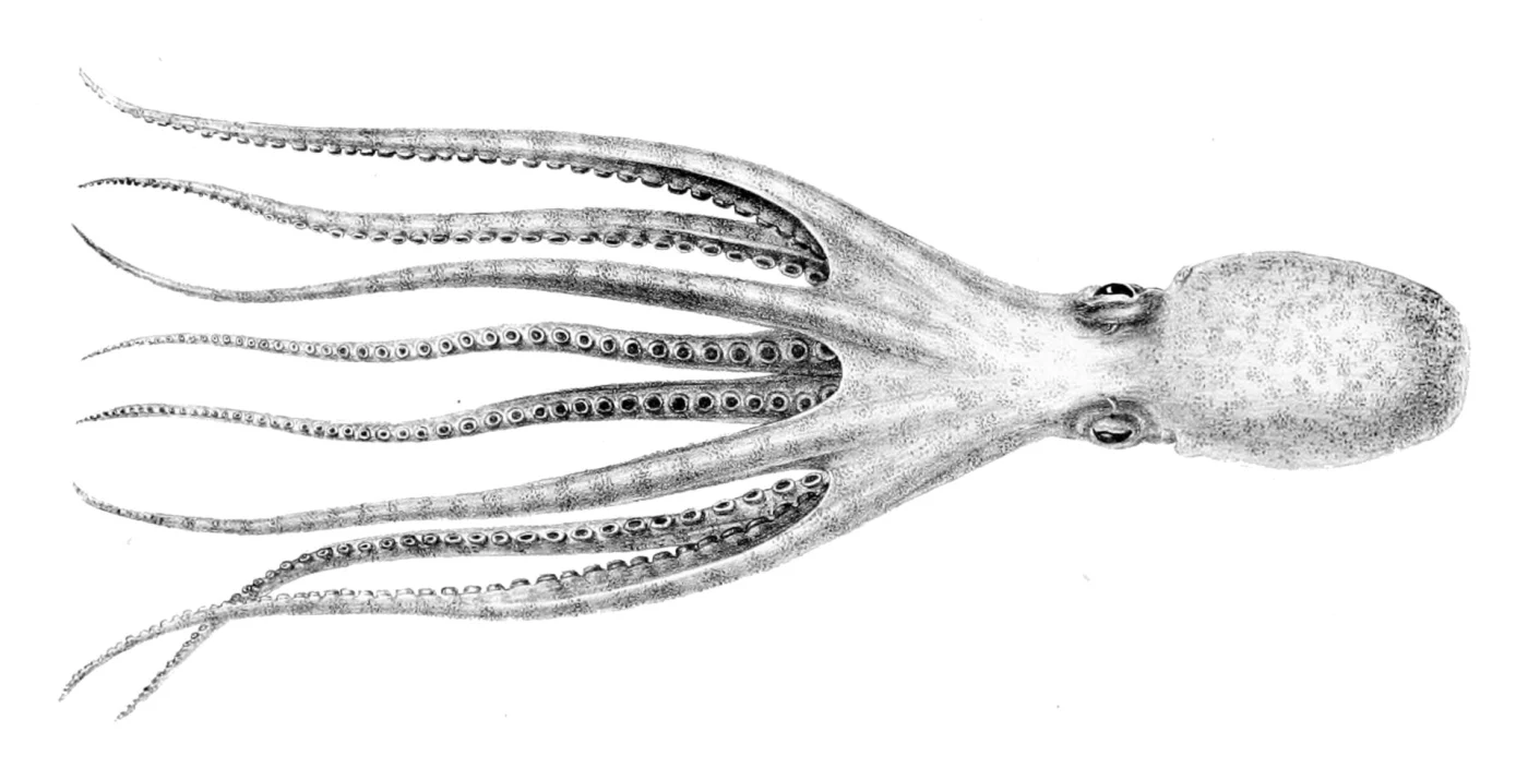 Combed octopus