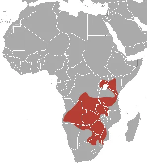 Short-snouted Elephant Shrew