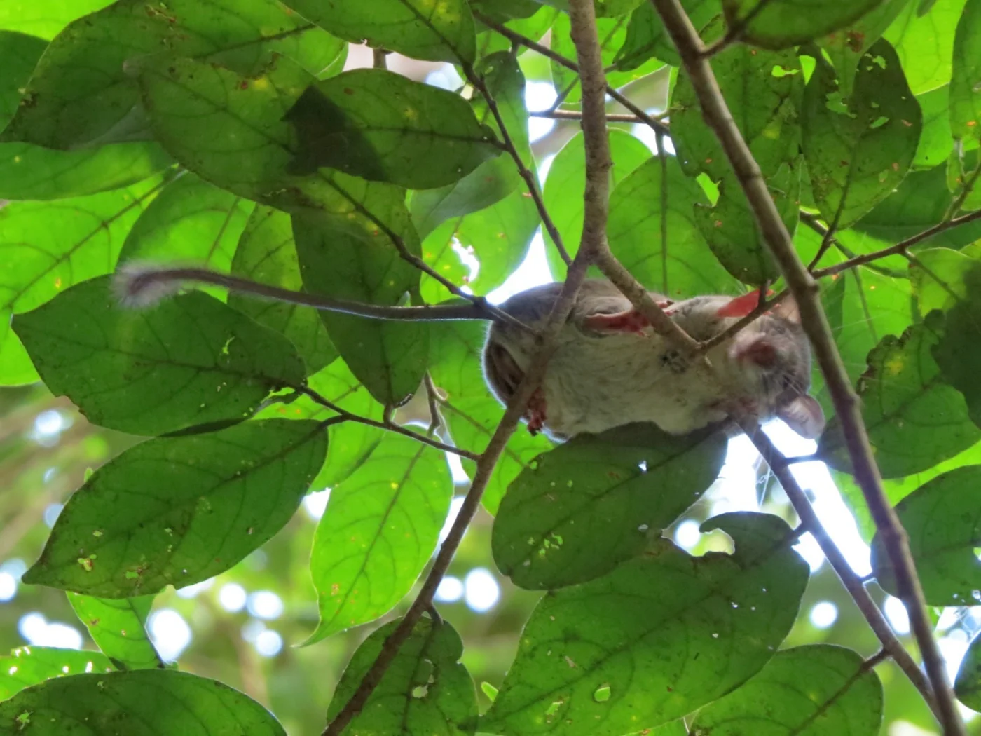 Tanala Tuft-tailed Rat