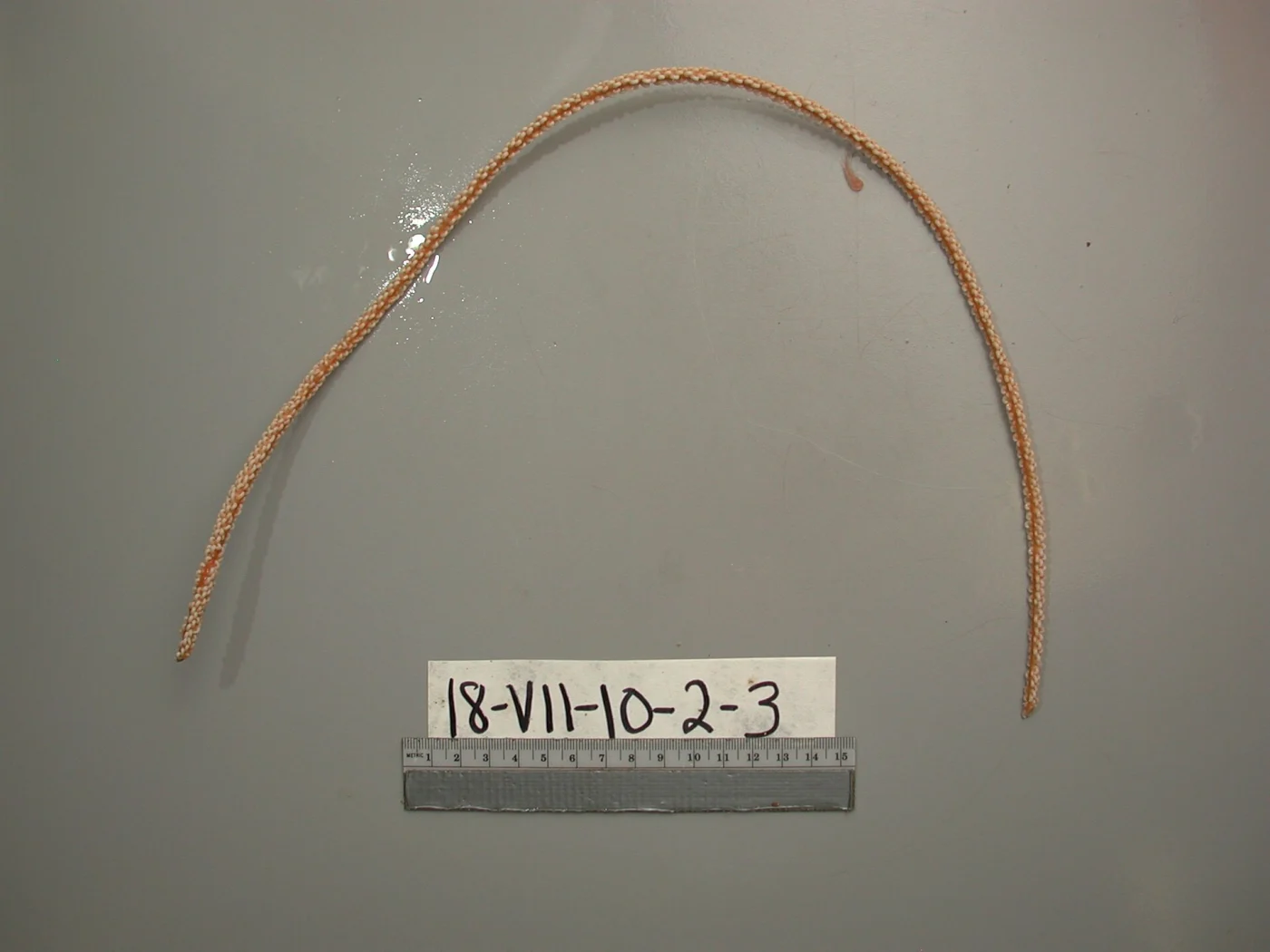 devil's sea whip