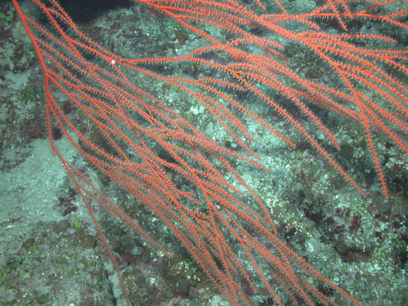 bushy sea whip