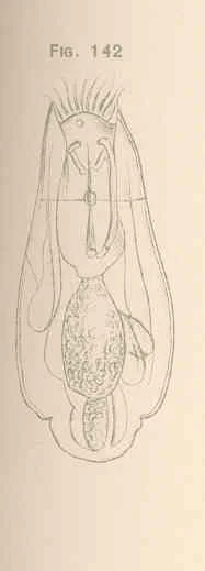 Elosa worrallii