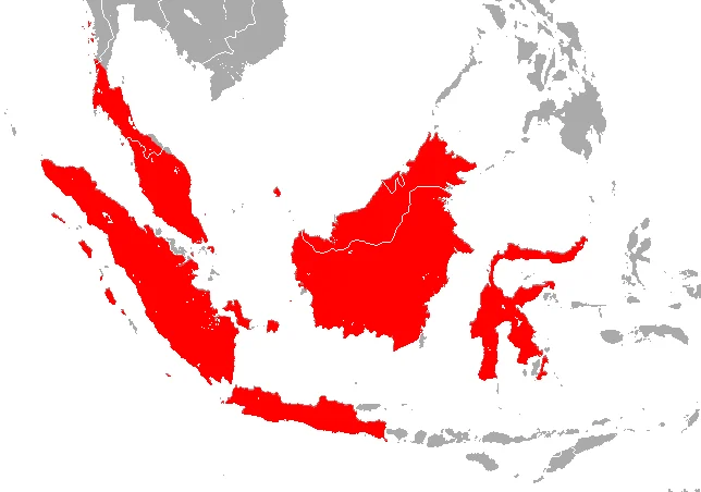 Lesser Sheath-tailed Bat