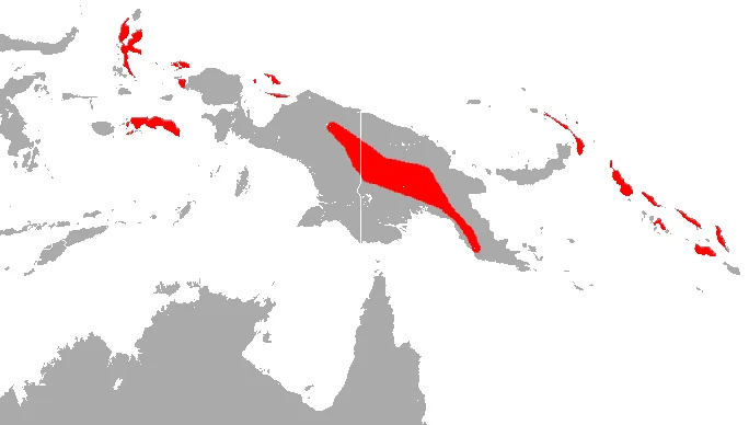 Raffray's Sheath-tailed Bat