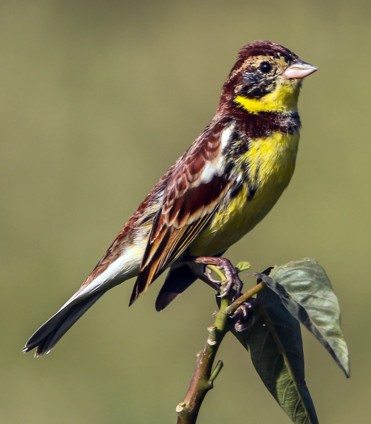 Yellow-breasted Bunting