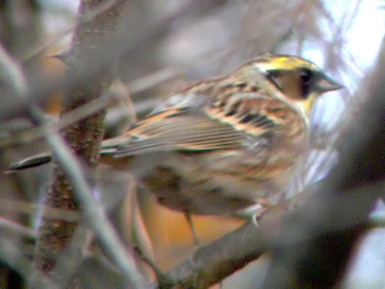 Yellow-browed Bunting
