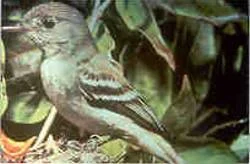 Traill's Flycatcher
