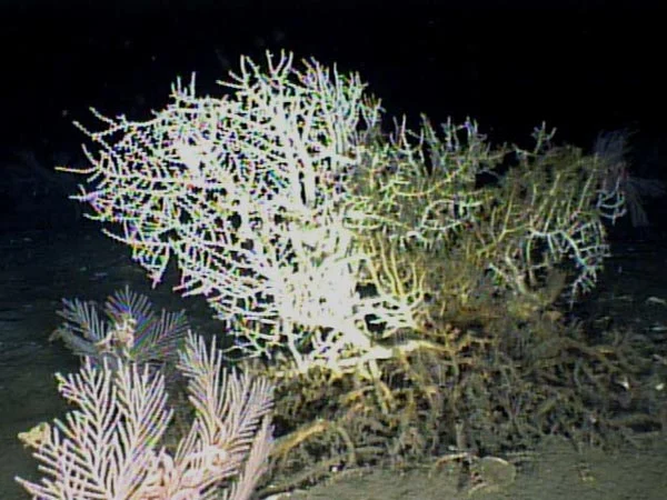deepwater stony coral