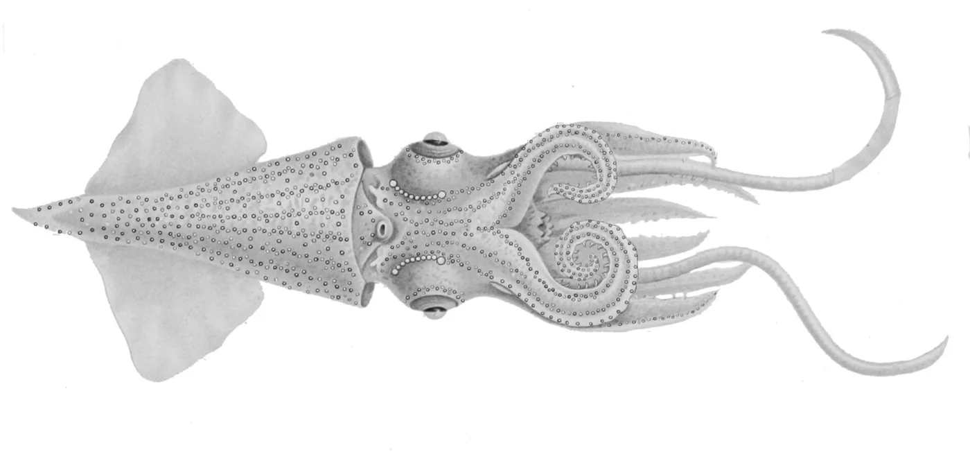 Chun's enope squid