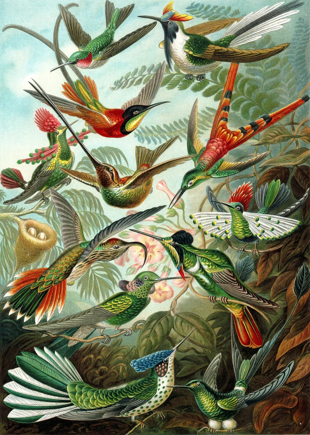 Sword-billed Hummingbird