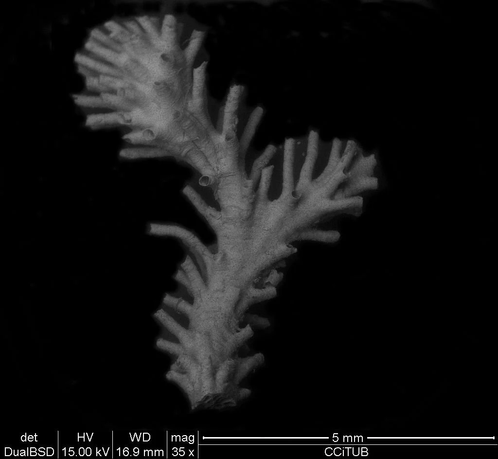 Entalophoroecia robusta