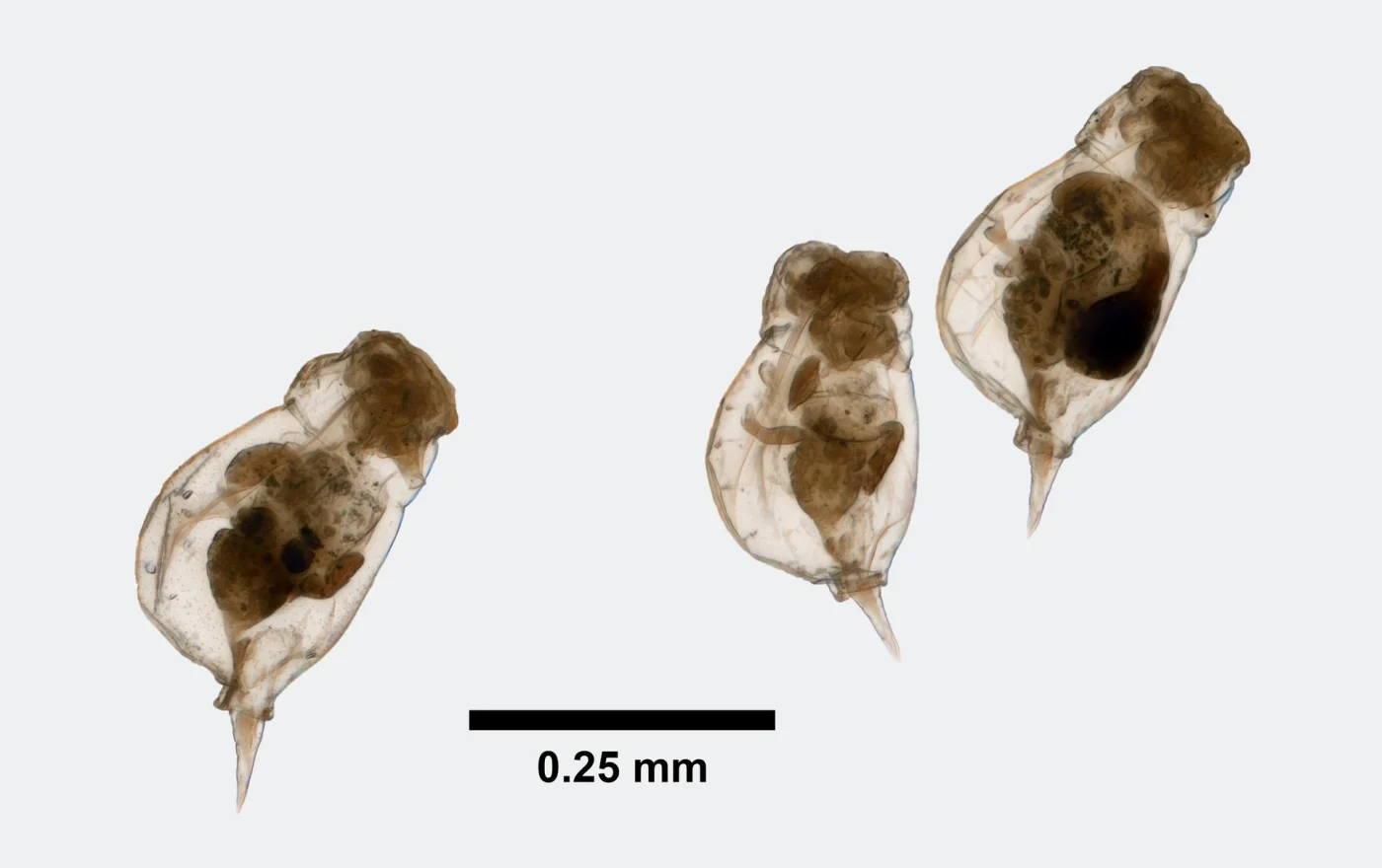 Enteroplea lacustris