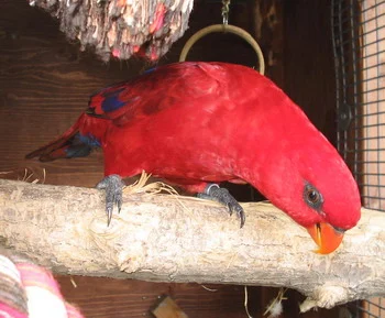 Red Lory