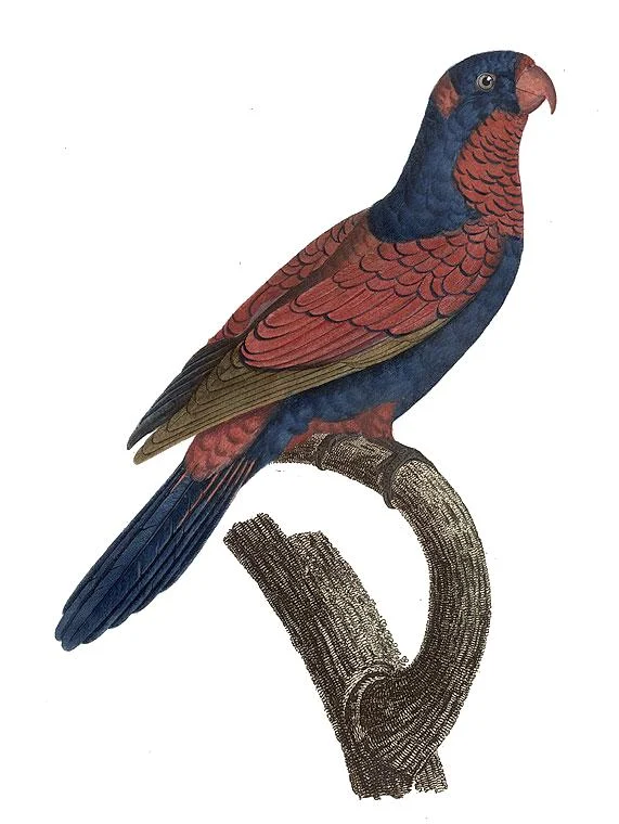 Red-and-blue Lory