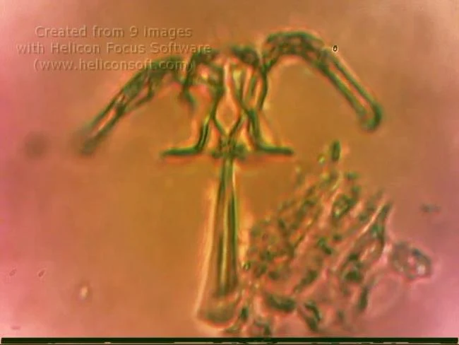 Eosphora anthadis