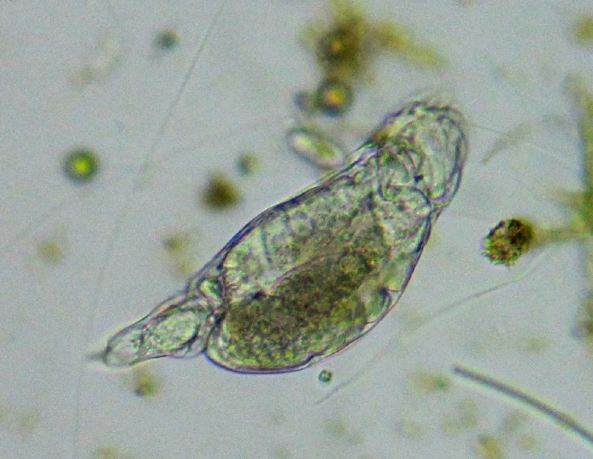 Eosphora ehrenbergi