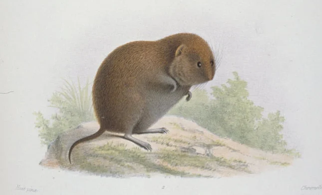 Melano-bellied Oriental Vole