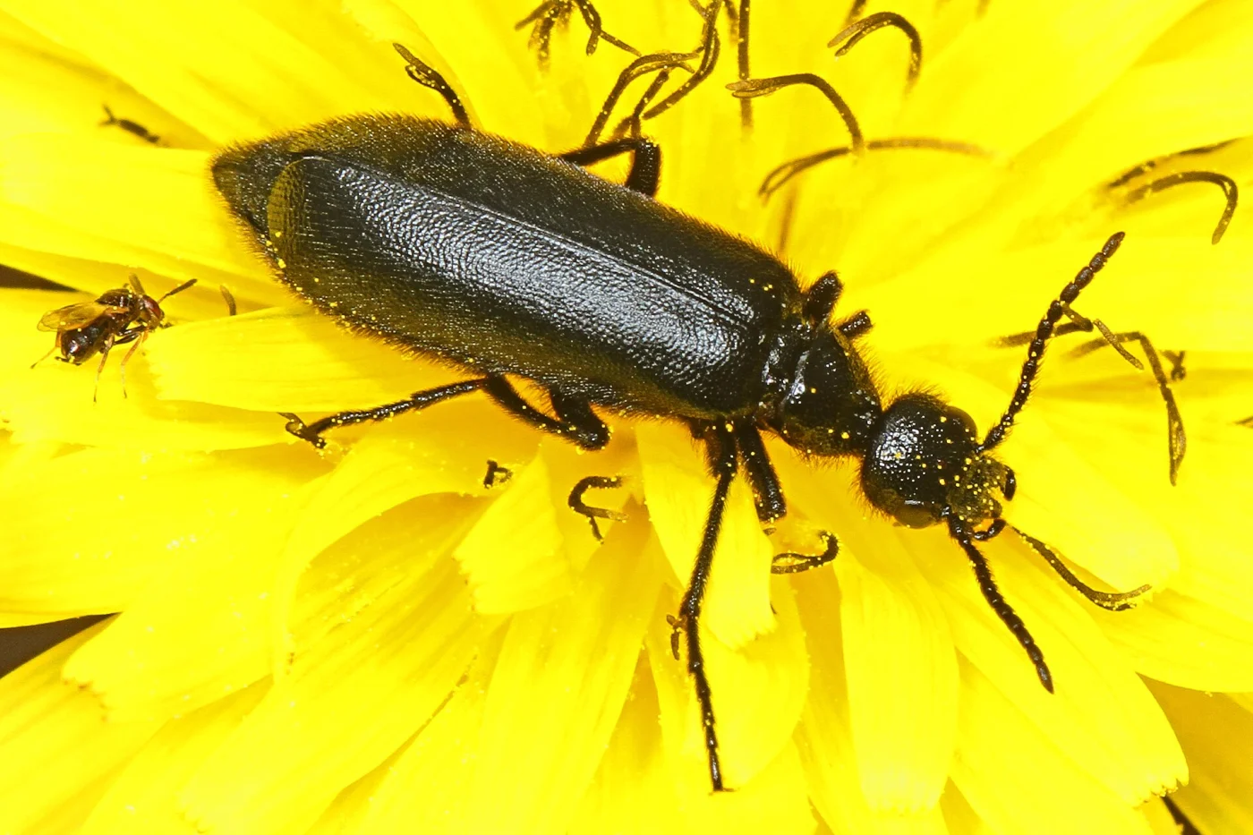 punctate blister beetle