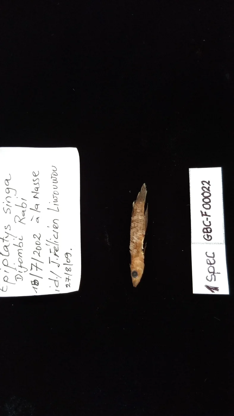 spotted epiplatys