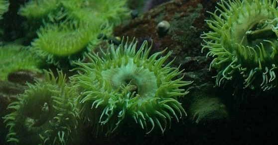 brown encrusting anemone