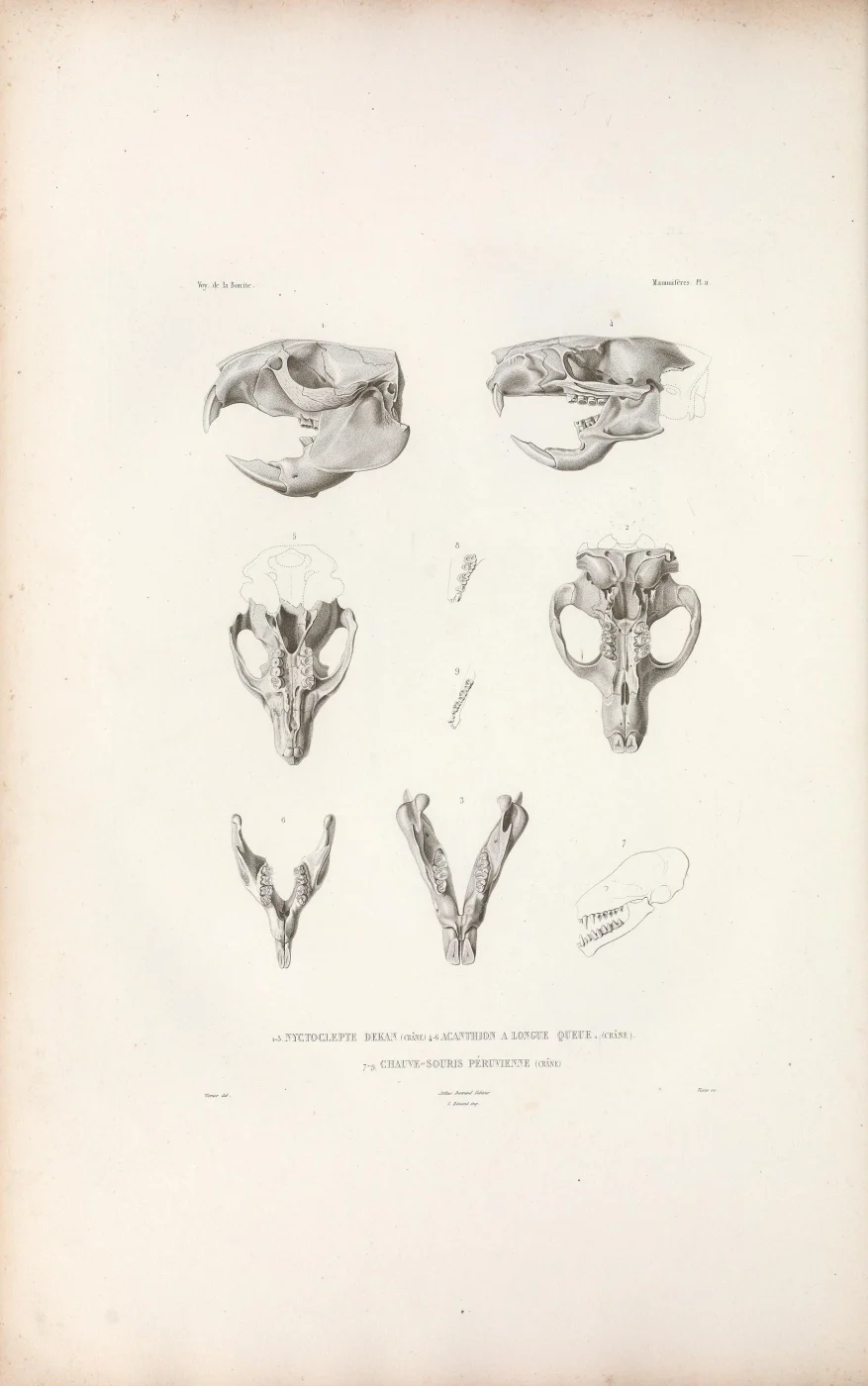 Harmless Serotine