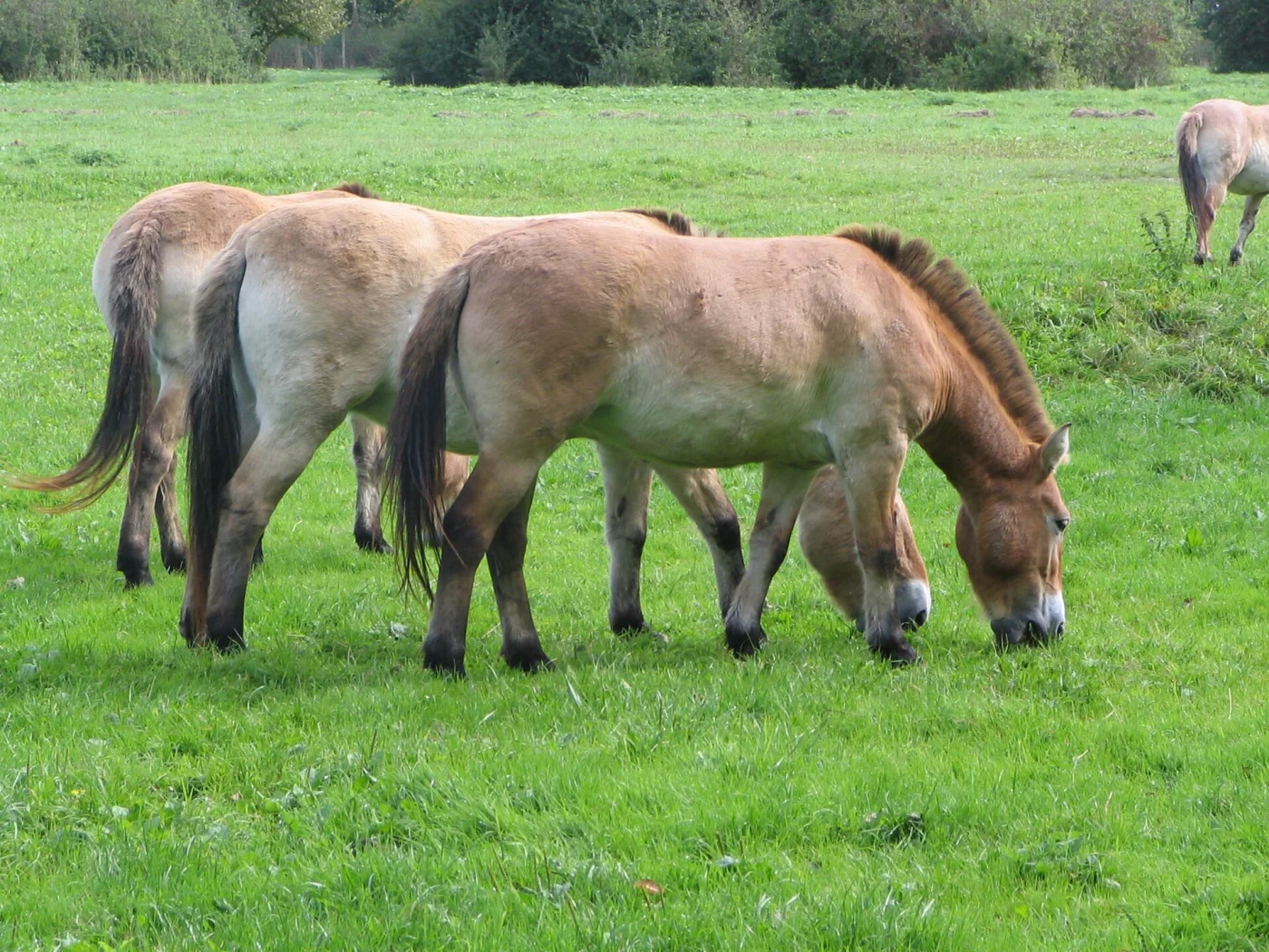 Asian Wild Horse