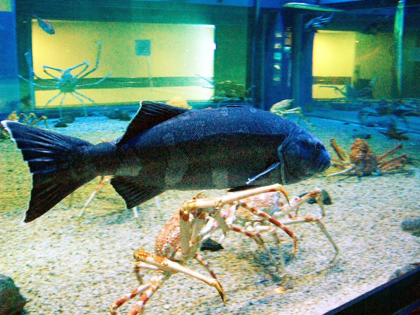 skilfish
