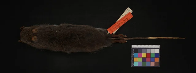 Sulawesi Soft-furred Rat