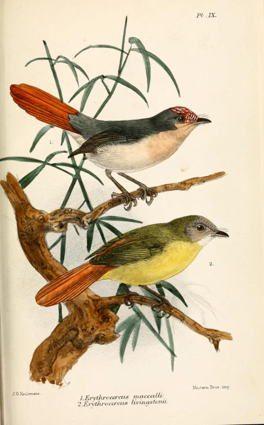 Livingstone's Flycatcher