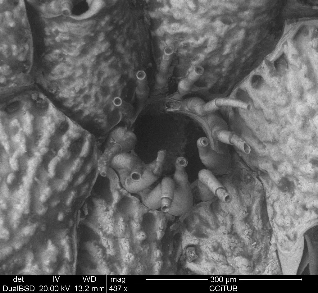 Escharoides coccinea